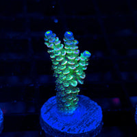 Glow Tenuis LE391