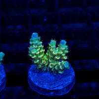 Prism Tide ME405