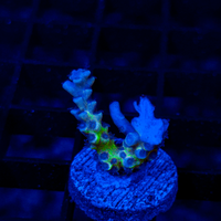 Fluoro LE191