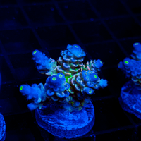 Fluoro LE187