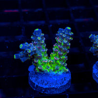 Glow Stick HE314