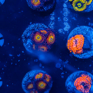 JP Bowser Zoa (5p) 809