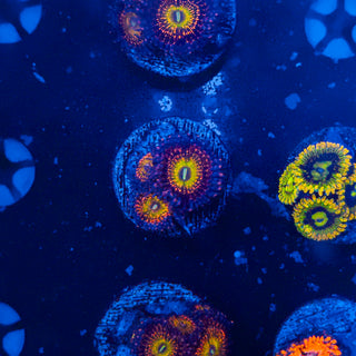 JP Bowser Zoa (3p) 808