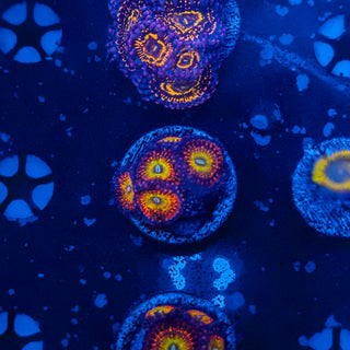 JP Bowser Zoa (5p) 804