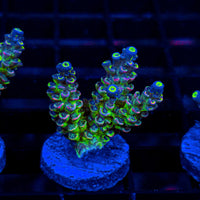 Glow Stick HE316