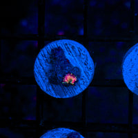 Trippy Discosoma M601