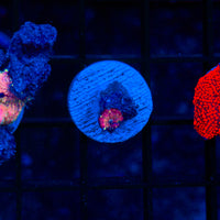 Trippy Discosoma M612
