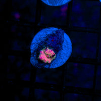 Trippy Discosoma M613