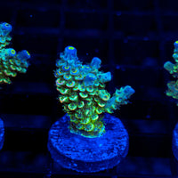 Prism Tide ME413