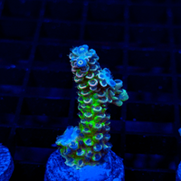 Fluoro LE203