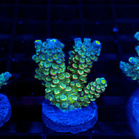Prism Tide ME406