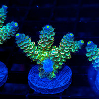 Prism Tide ME408