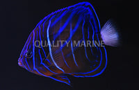 Annularis Sub-Adult/Changing
