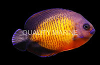 Coral Beauty, Lautoka