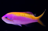 Carberryi / Threadfin Goldie
