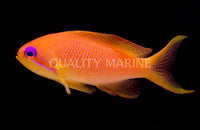 Lyretail Orange Female
