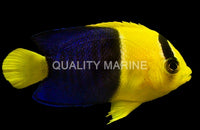 Bicolor, Bali Aquarich