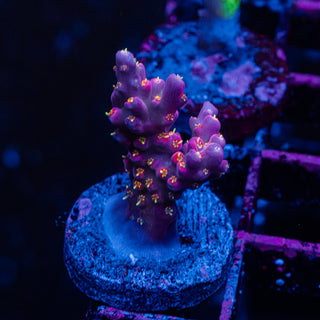 Purple Floyd R237