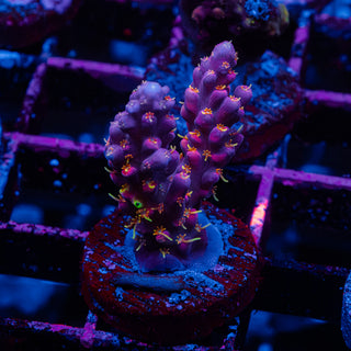 Purple Floyd R238