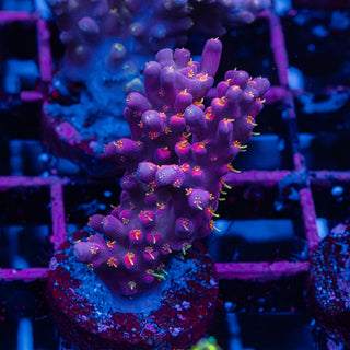 Purple Floyd R239