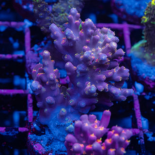 Purple Floyd R240