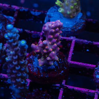 Purple Floyd R241