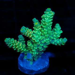 Acid Glow 113