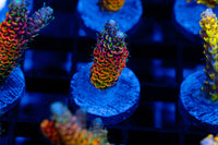 Infernia T725