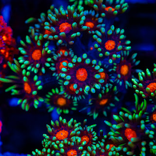 Red Eye Goni G279