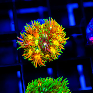 Acid Trip Goni G248