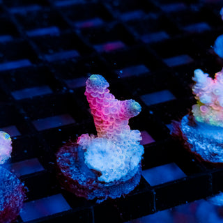 Plasma Blossom Mille 997