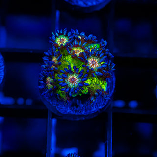 Mistletoe Goni G220