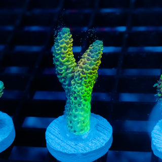 Solar Venom Mille 1098