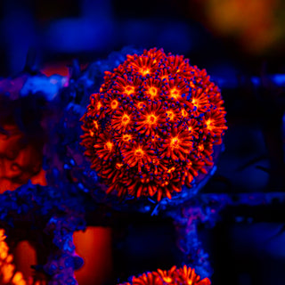 Crimson Goni G297