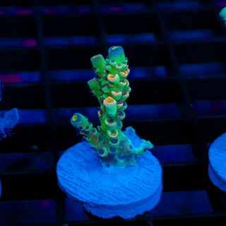 Neon Banshee 536