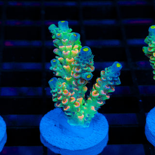 Neon Banshee 535