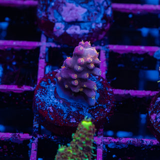 Purple Floyd R242