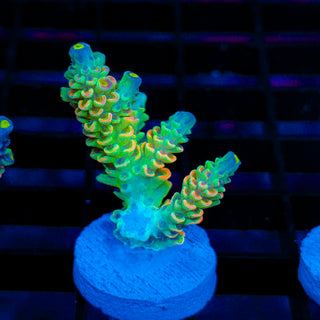 Neon Banshee 534
