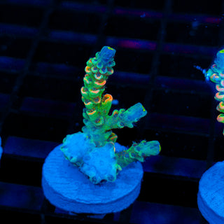 Neon Banshee 532