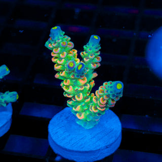Neon Banshee 531