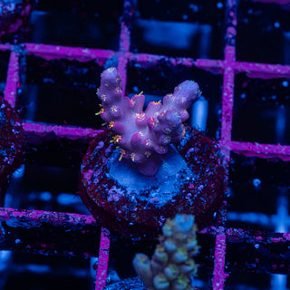 Purple Floyd R243