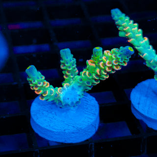 Neon Banshee 530