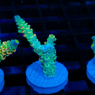 Neon Banshee 529