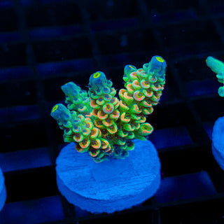 Neon Banshee 528