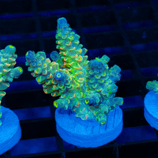 Neon Warden 630