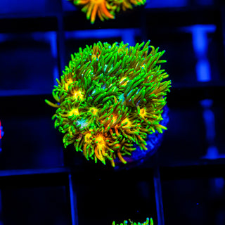 Acid Trip Goni G249