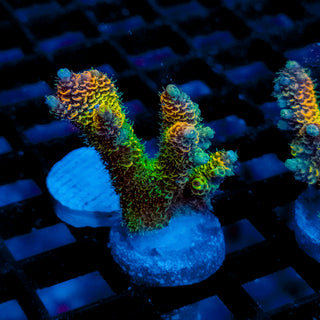 Helios Forge Mille 923