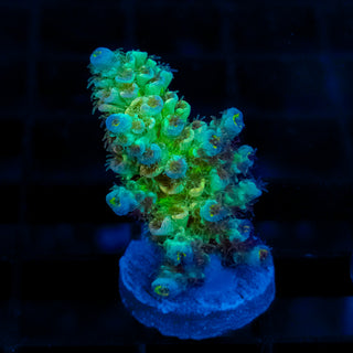 Acid Glow 112