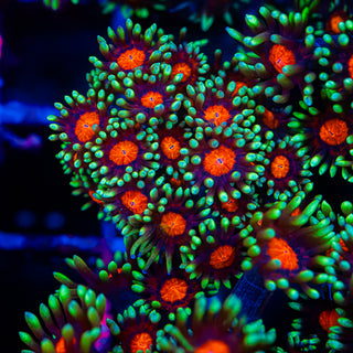 Red Eye Goni G276