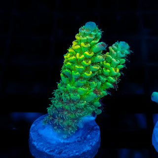 Acid Glow 111